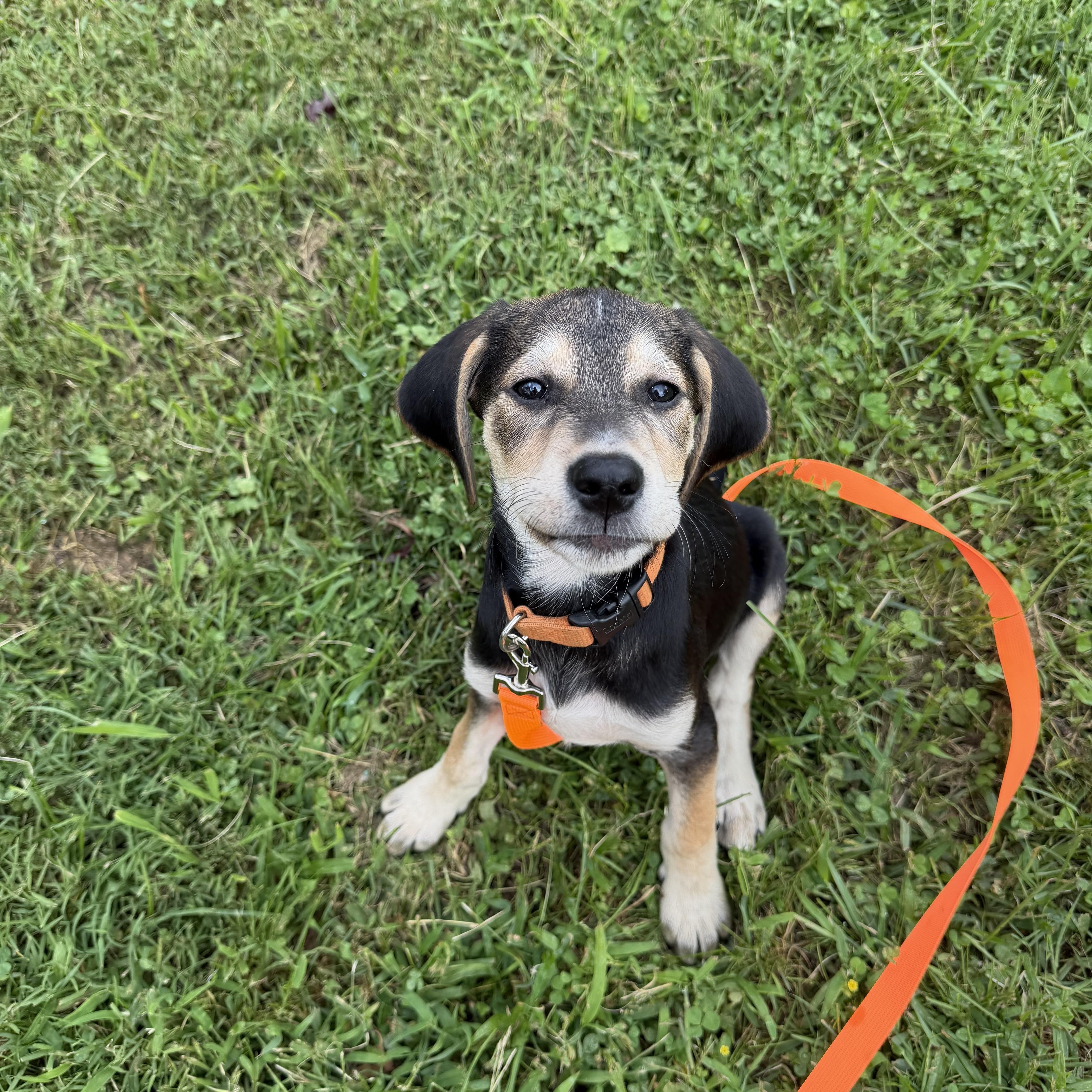 Snickers, a Adoptable mixed breed in Columbia, MD image 3/5