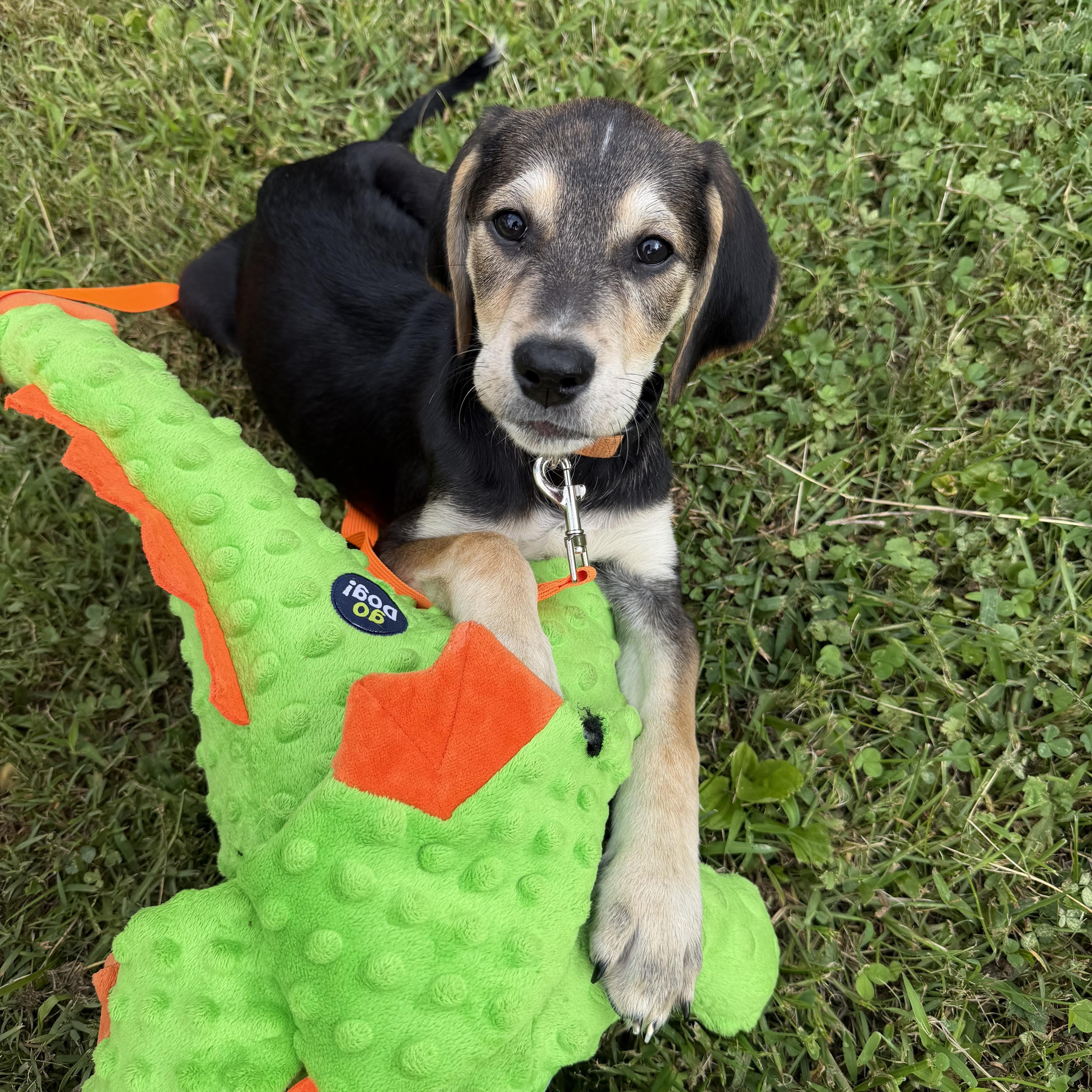 Snickers, Adoptable, Puppy Male Hound.