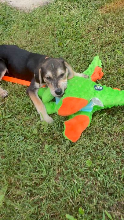 Enlarge Snickers, a Adoptable mixed breed in Columbia, MD video 2/5