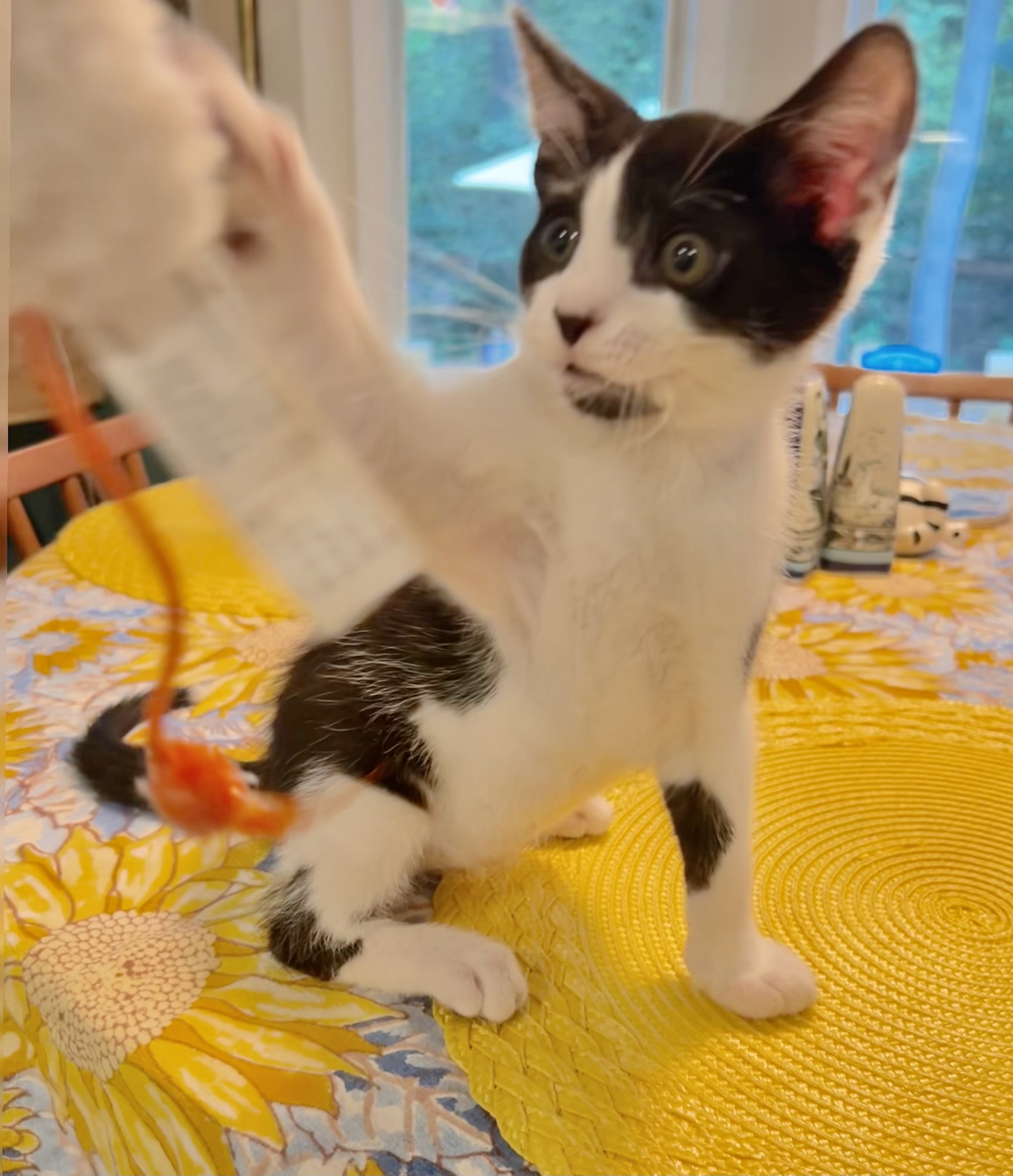 Enlarge BONAPARTE, a Adopted Domestic Medium Hair in Easton, MD image 2/5