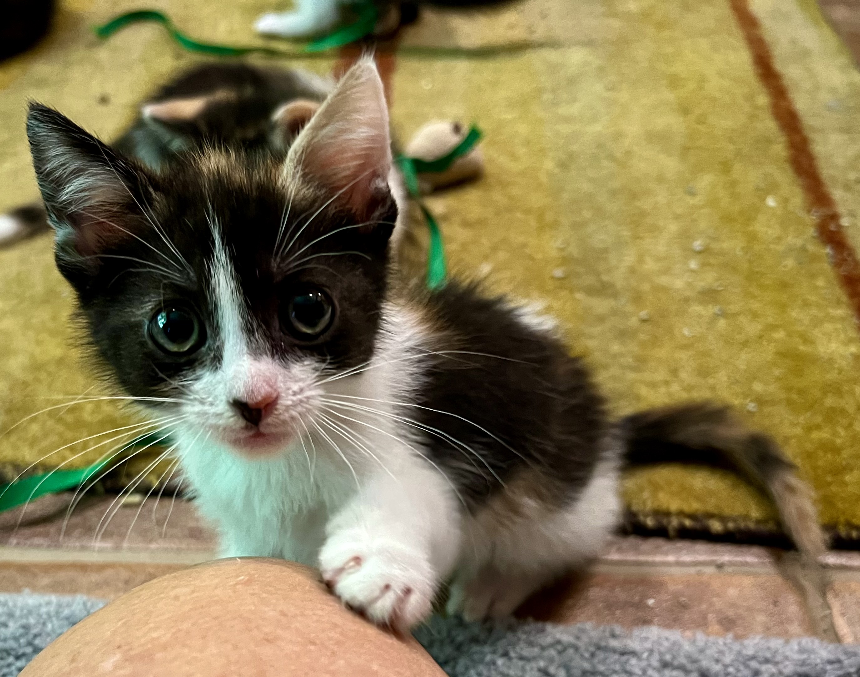 Enlarge BONAPARTE, a Adopted Domestic Medium Hair in Easton, MD image 1/5