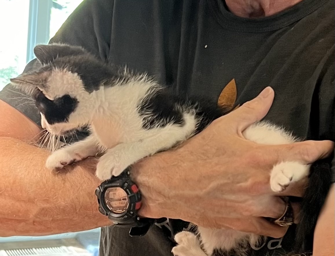 Enlarge BONAPARTE, a Adopted Domestic Medium Hair in Easton, MD image 4/5