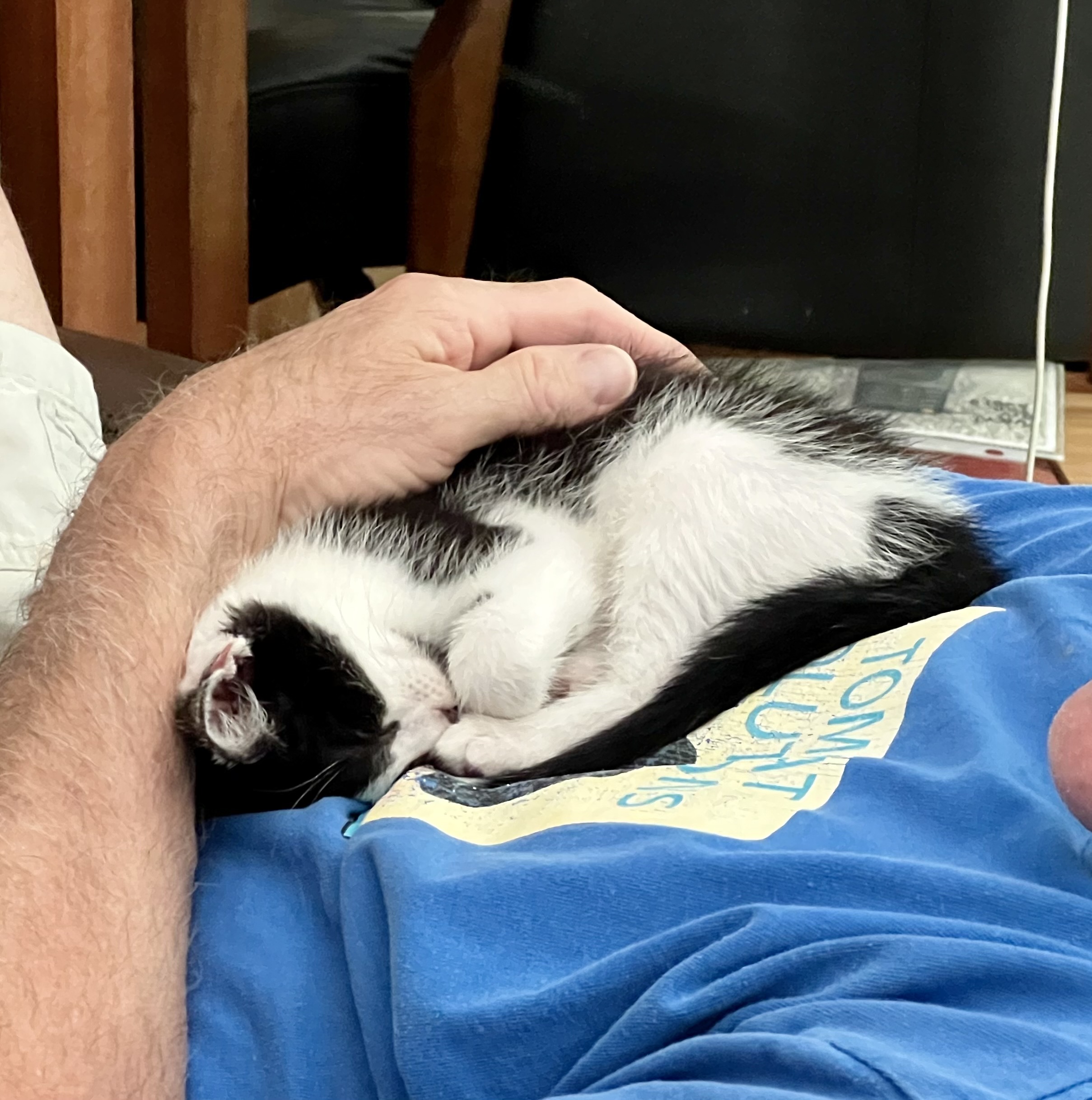 Enlarge BONAPARTE, a Adopted Domestic Medium Hair in Easton, MD image 5/5