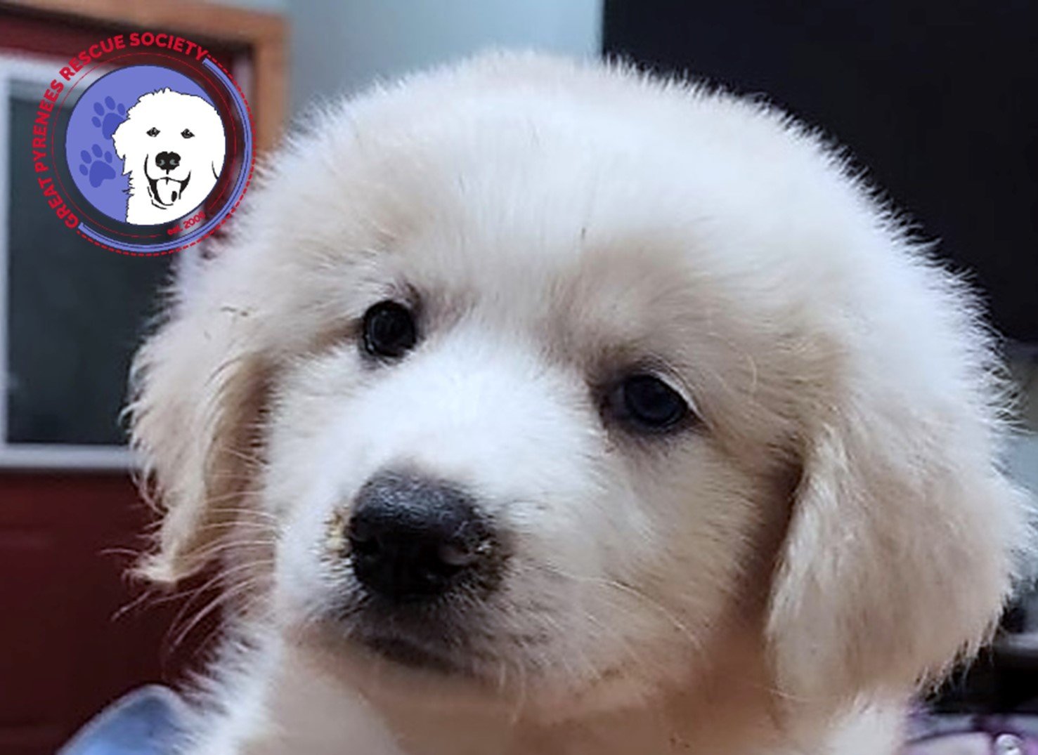 Dog for adoption Tamila, a Great Pyrenees in Portland, OR Petfinder