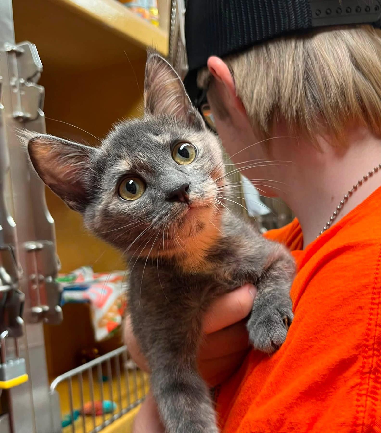 Piper, Adoptable, Young Female Domestic Short Hair.