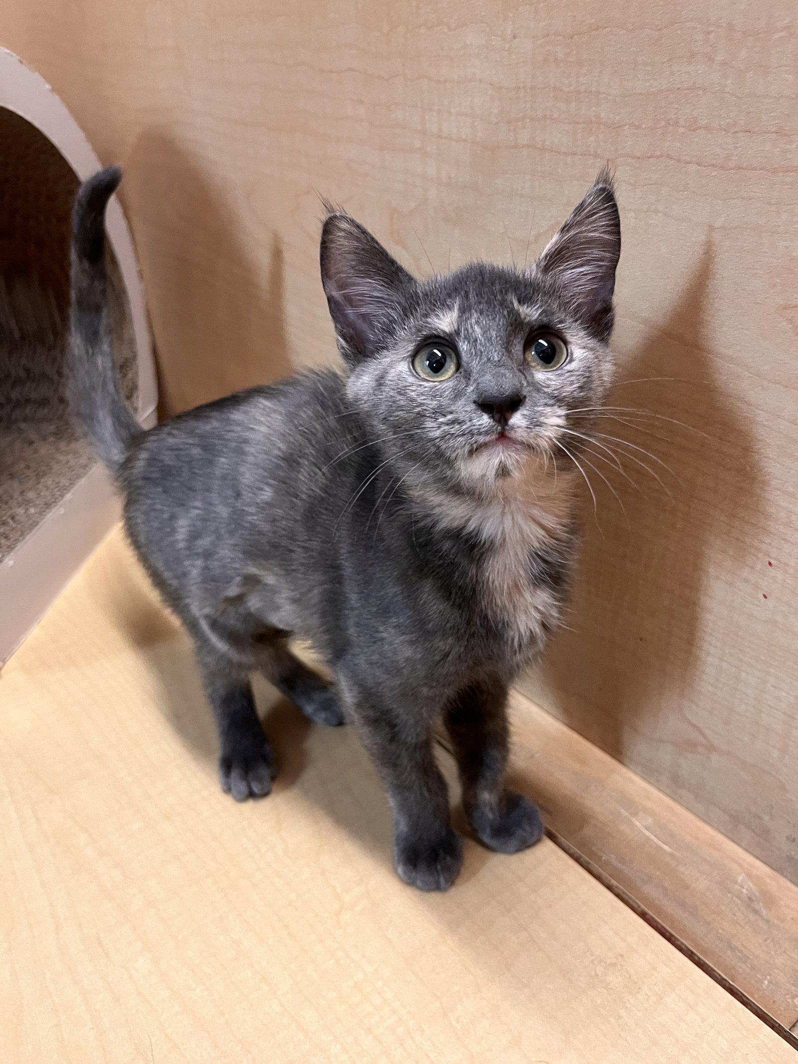Enlarge Piper, a Adoptable Domestic Short Hair in Scottsdale, AZ image 2/3
