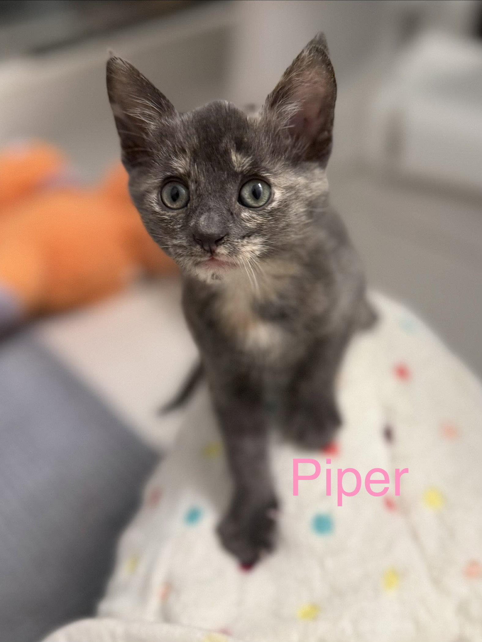 Enlarge Piper, a Adoptable Domestic Short Hair in Scottsdale, AZ image 3/3