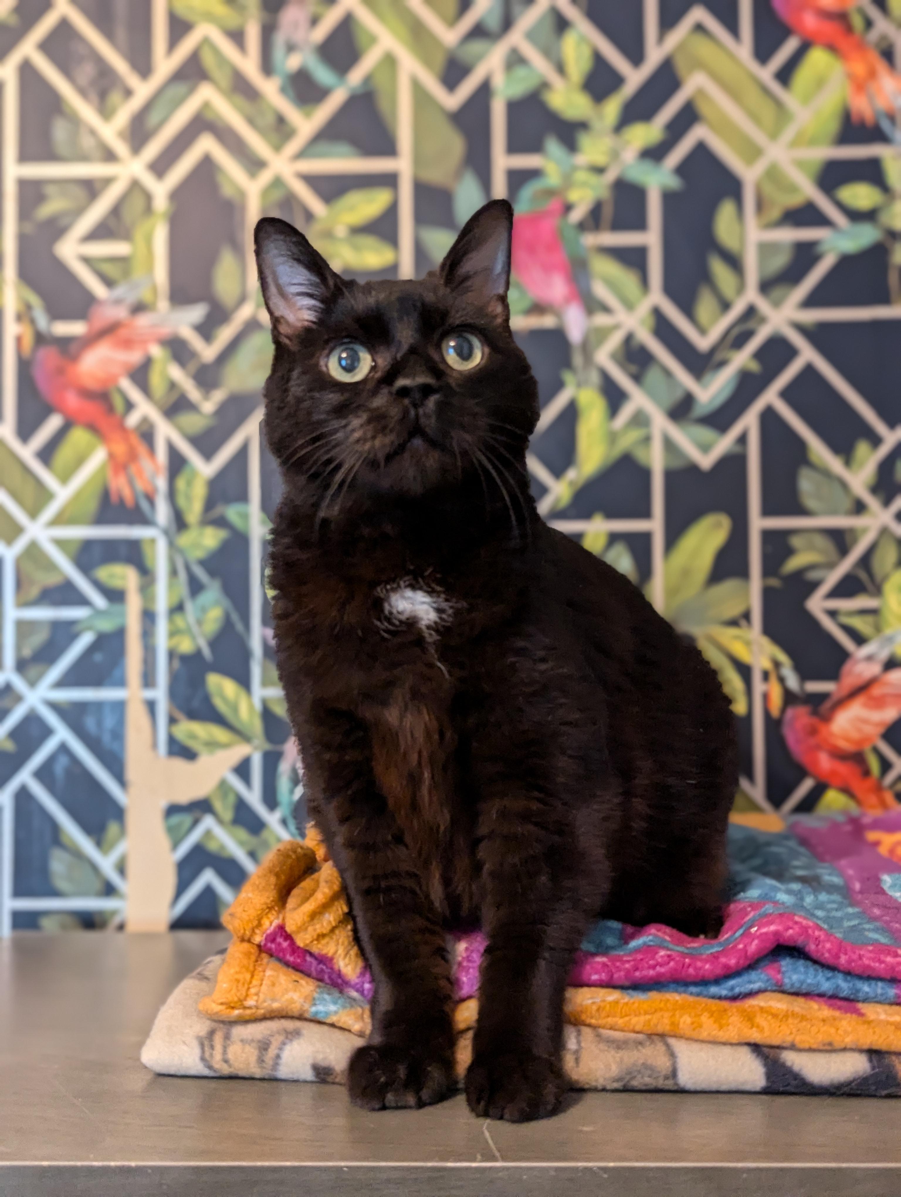 Fat Nick, a Adoptable mixed breed in Tucker, GA image 3/6