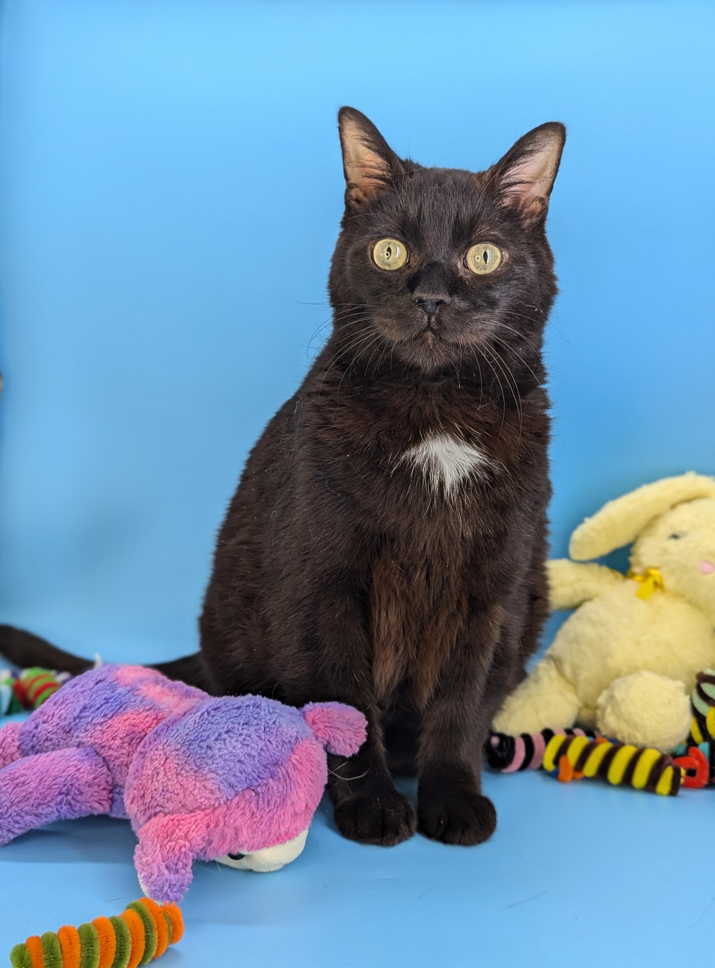 Fat Nick, a Adoptable mixed breed in Tucker, GA image 6/6