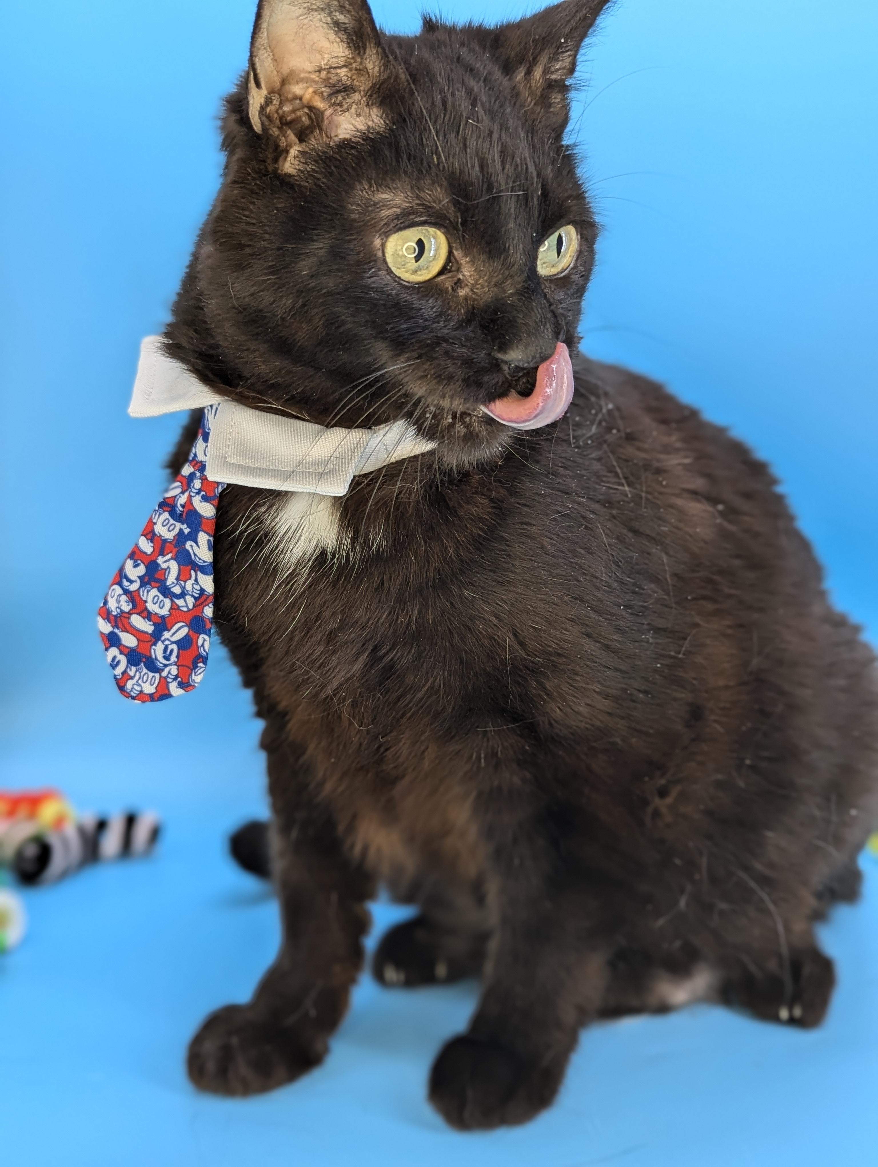 Fat Nick, a Adoptable mixed breed in Tucker, GA image 4/6