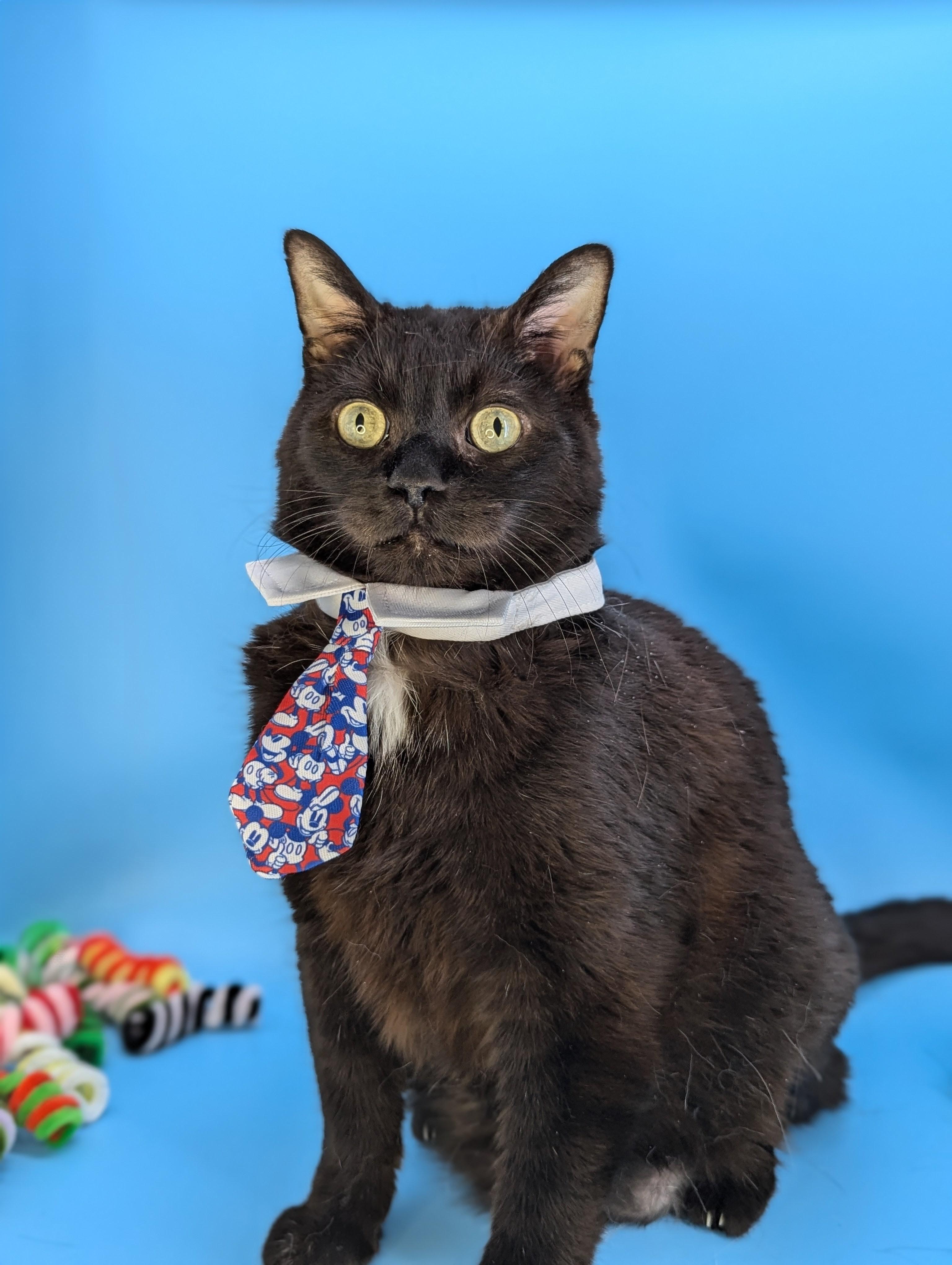 Fat Nick, Adoptable, Adult Male Domestic Short Hair.