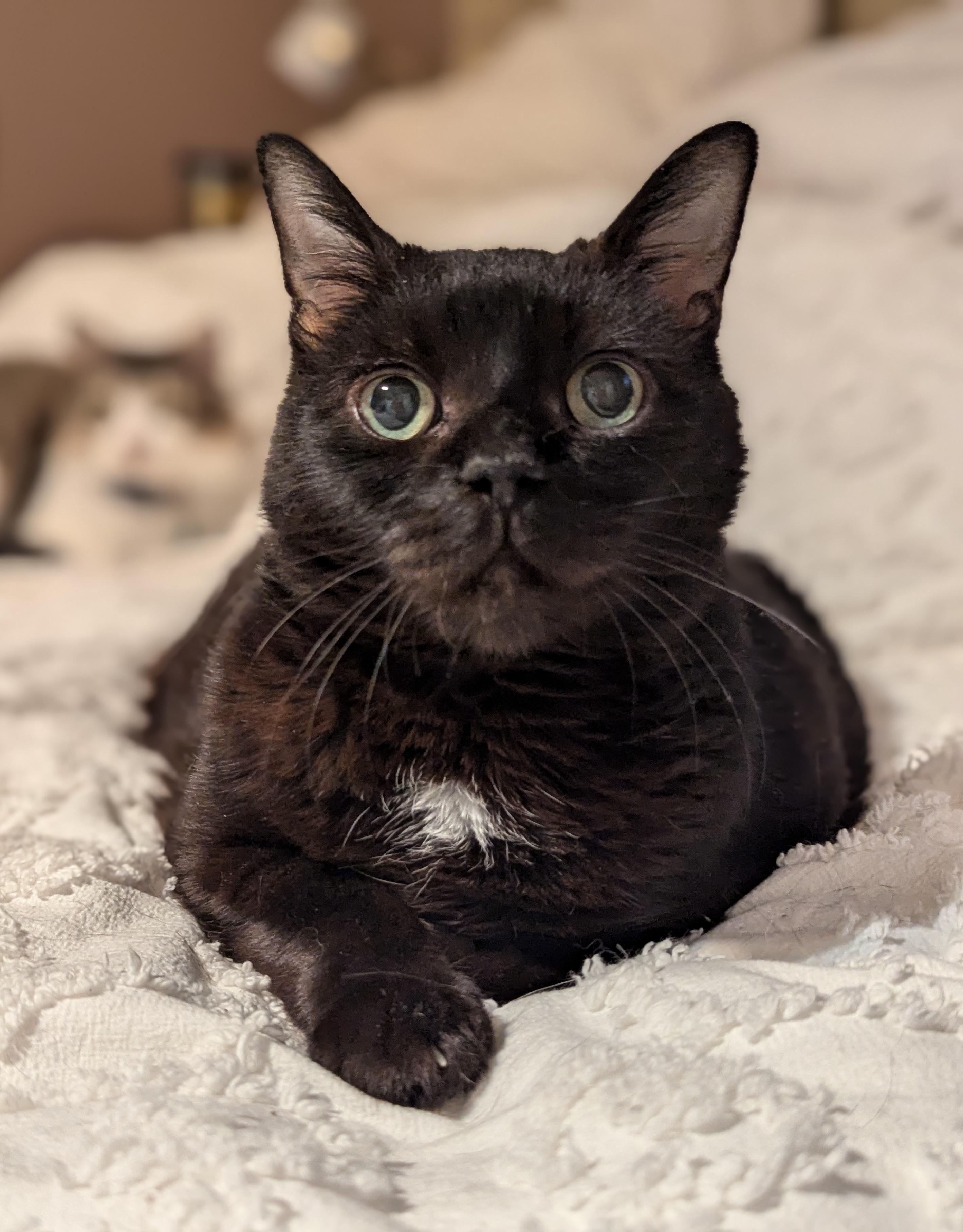 Fat Nick, a Adoptable mixed breed in Tucker, GA image 5/6