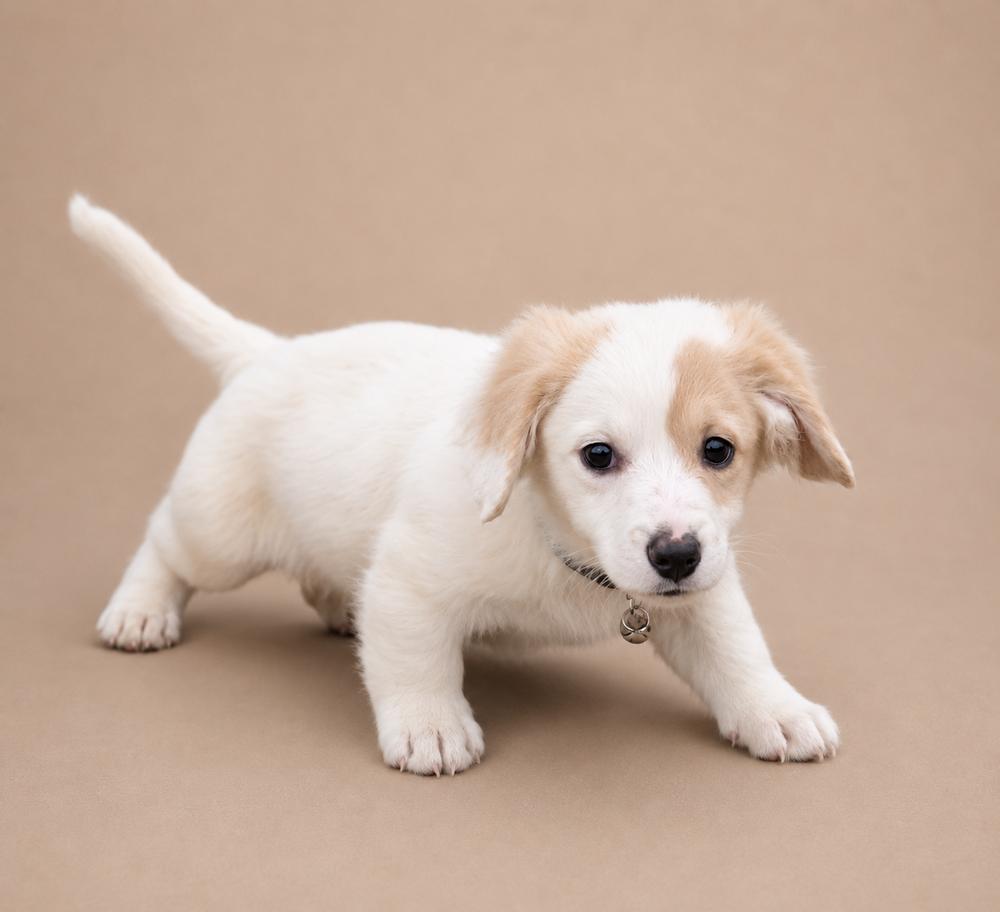 Enlarge Brady Bunch - Marcia, a Adoptable mixed breed in Oakland, MI image 1/1