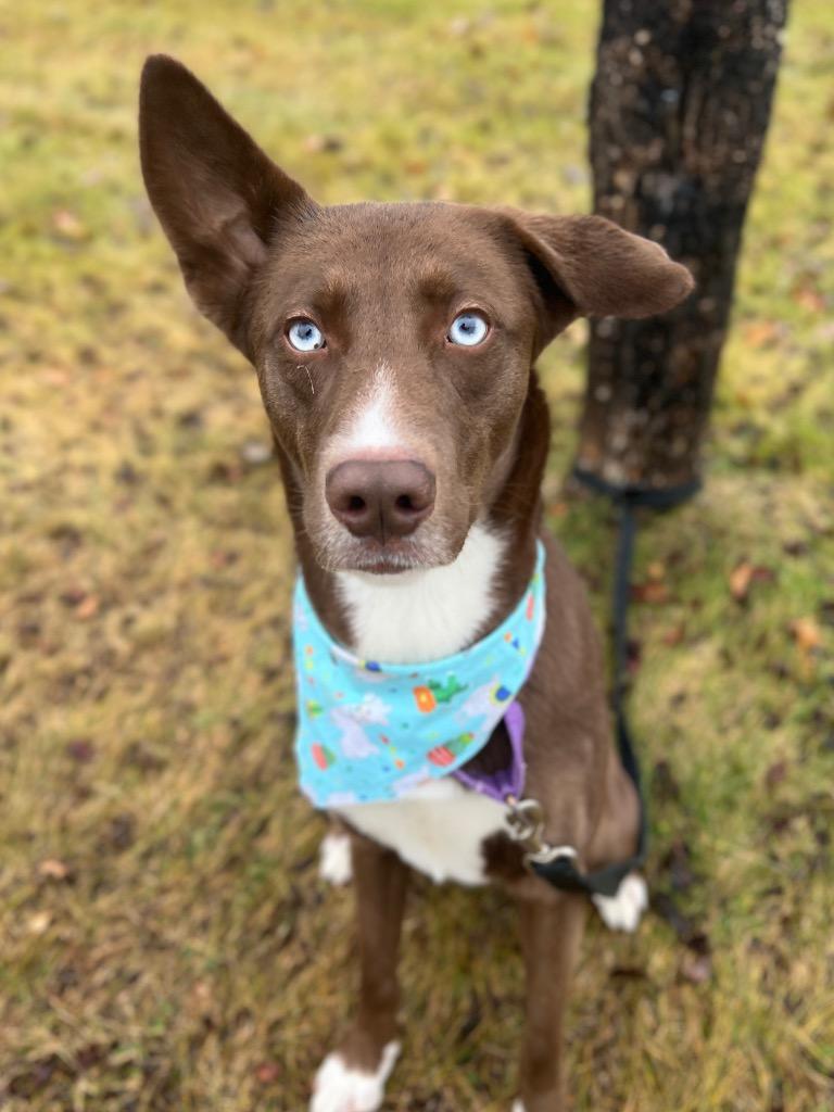 Enlarge Timmy T, a Adoptable mixed breed in Menomonie, WI image 1/5