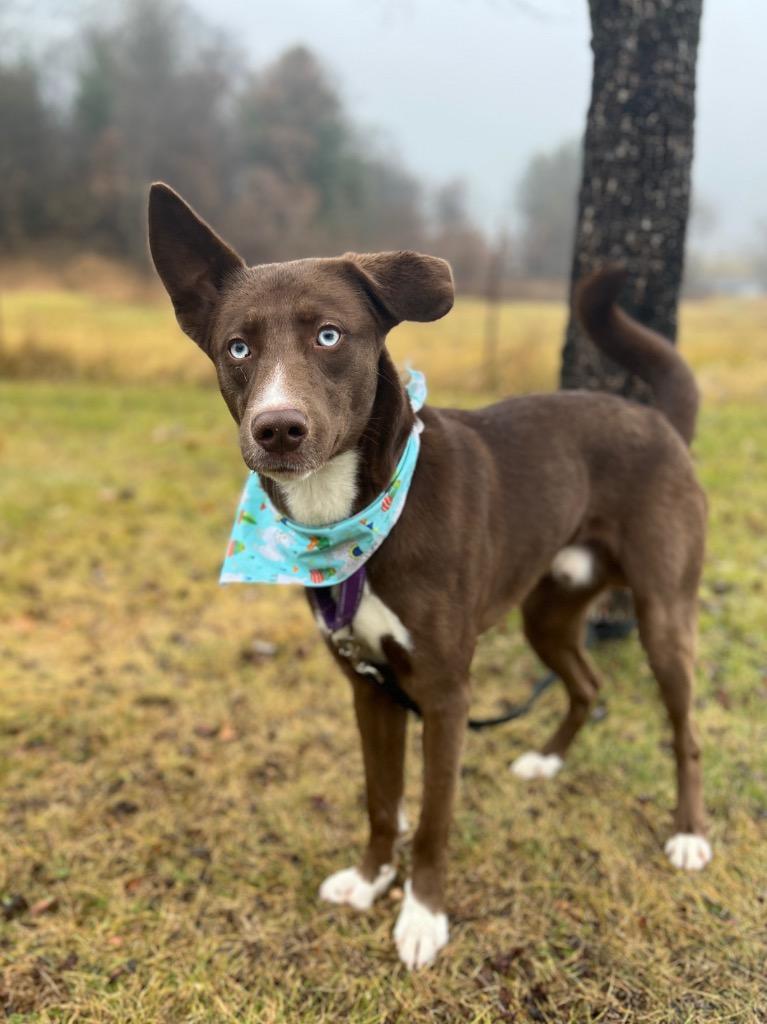 Enlarge Timmy T, a Adoptable mixed breed in Menomonie, WI image 2/5