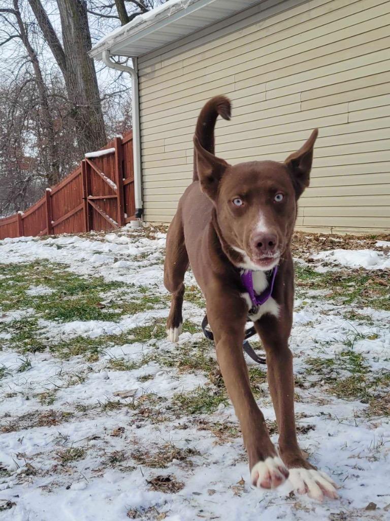 Enlarge Timmy T, a Adoptable mixed breed in Menomonie, WI image 4/5