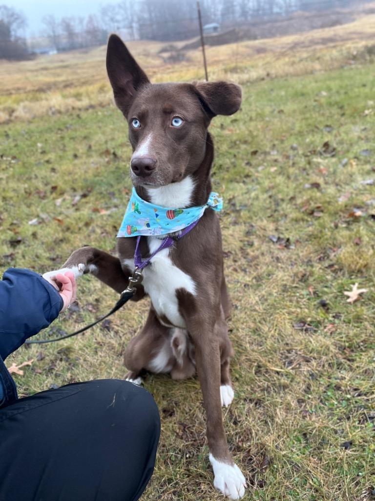 Enlarge Timmy T, a Adoptable mixed breed in Menomonie, WI image 5/5