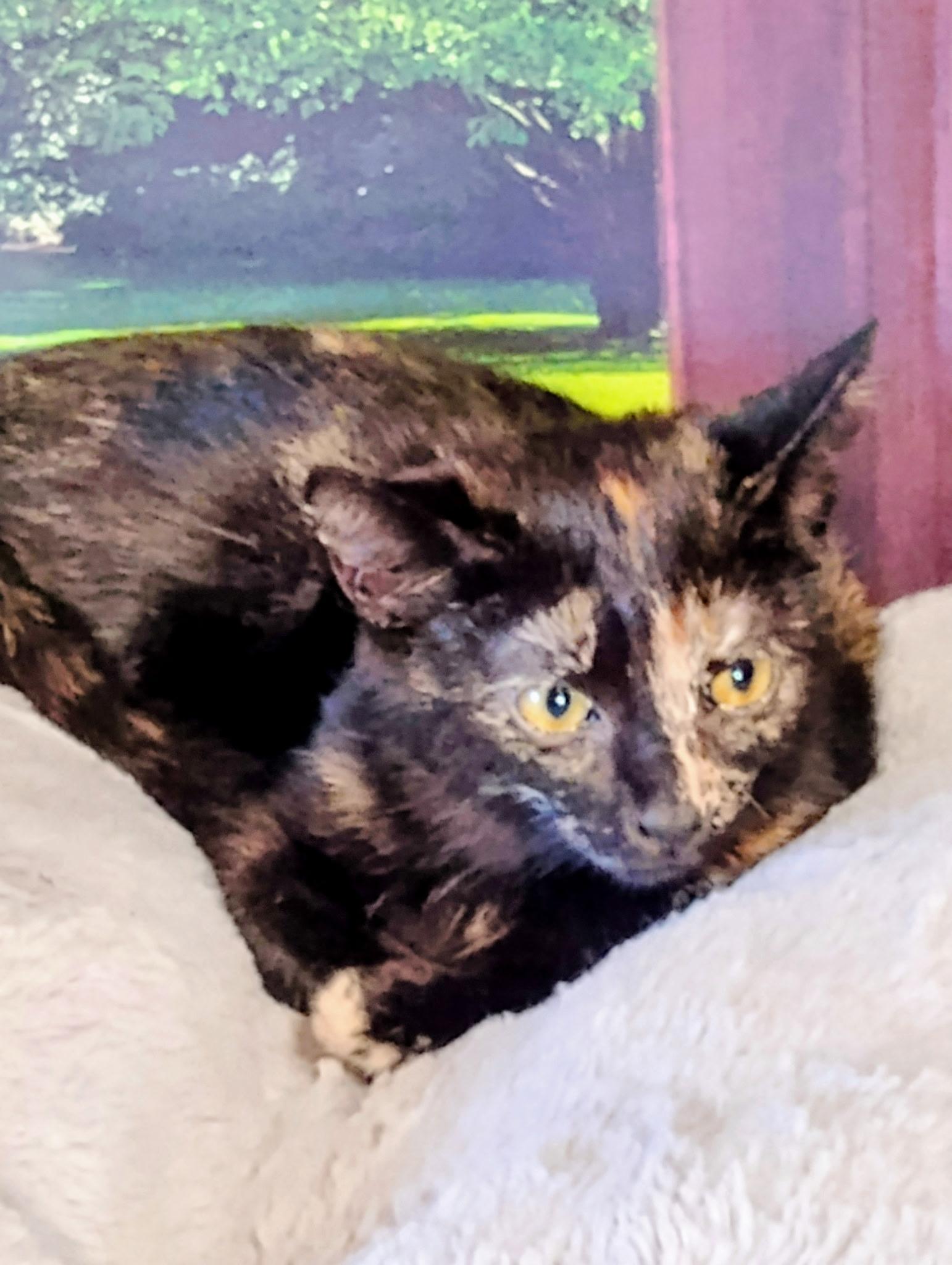 Enlarge Faith, a Adoptable Domestic Short Hair in Murfreesboro, TN image 2/3