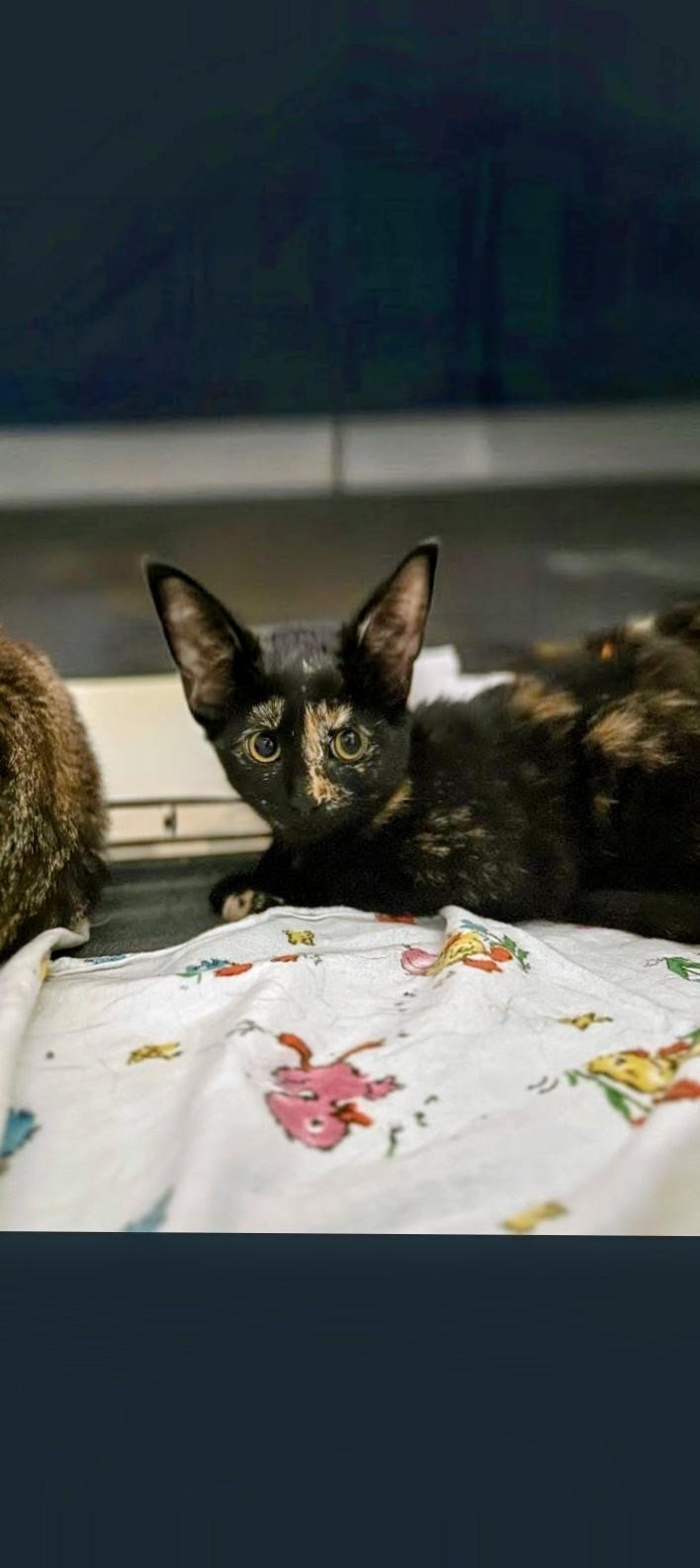 Faith, Adoptable, Kitten Female Domestic Short Hair.