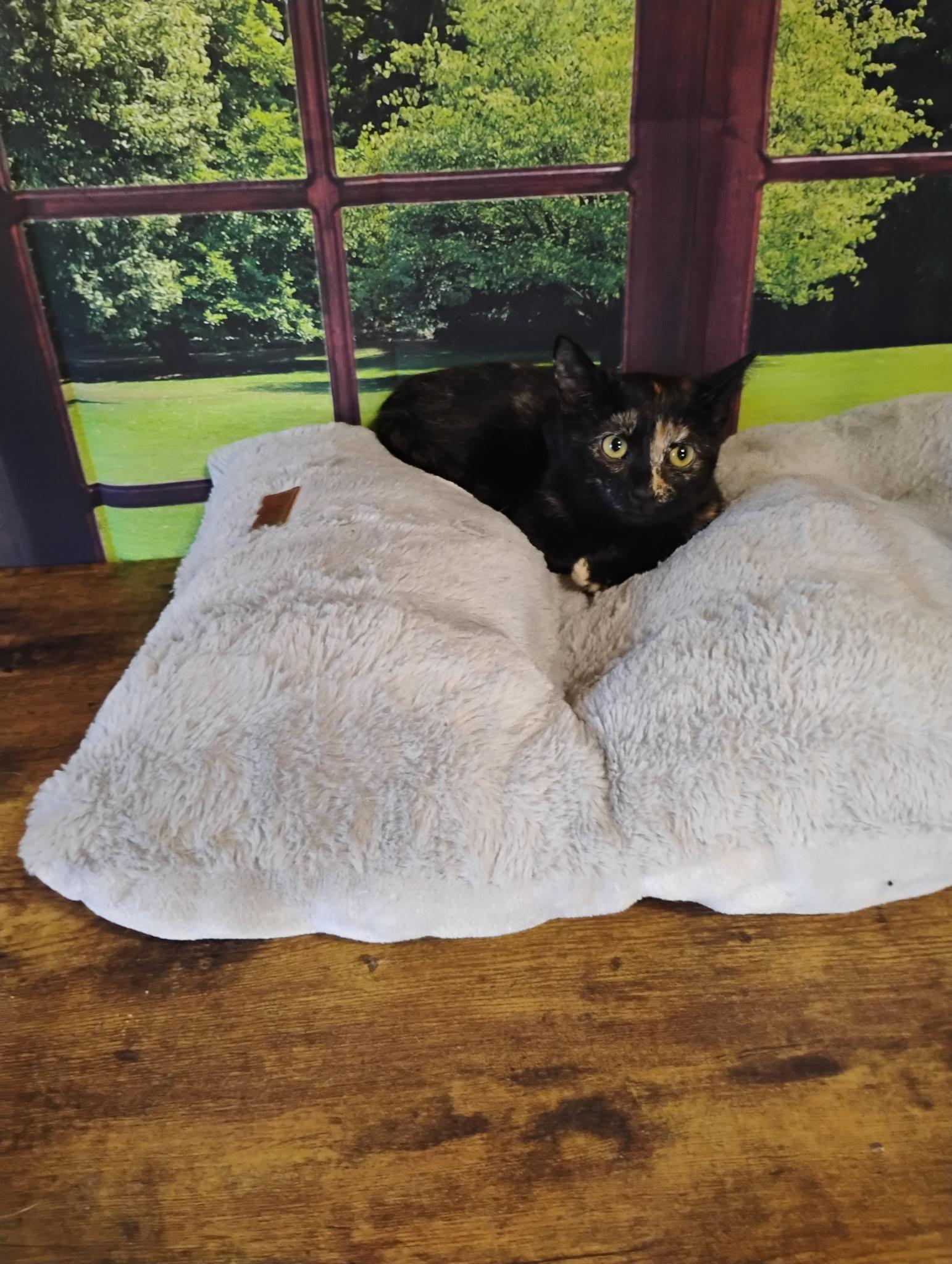 Enlarge Faith, a Adoptable Domestic Short Hair in Murfreesboro, TN image 3/3