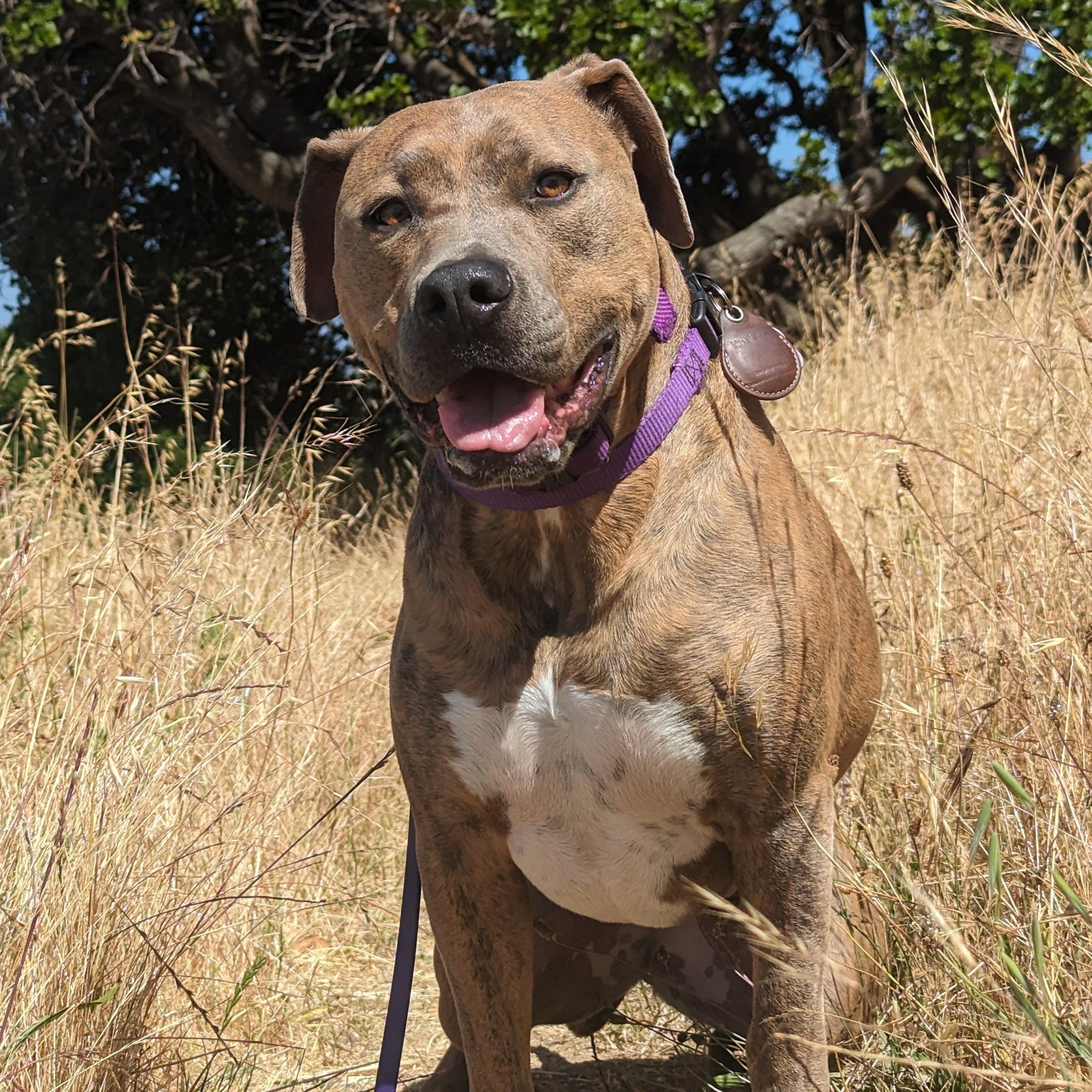 Enlarge Oakley, a Adoptable Pit Bull Terrier in Berkeley, CA image 1/4