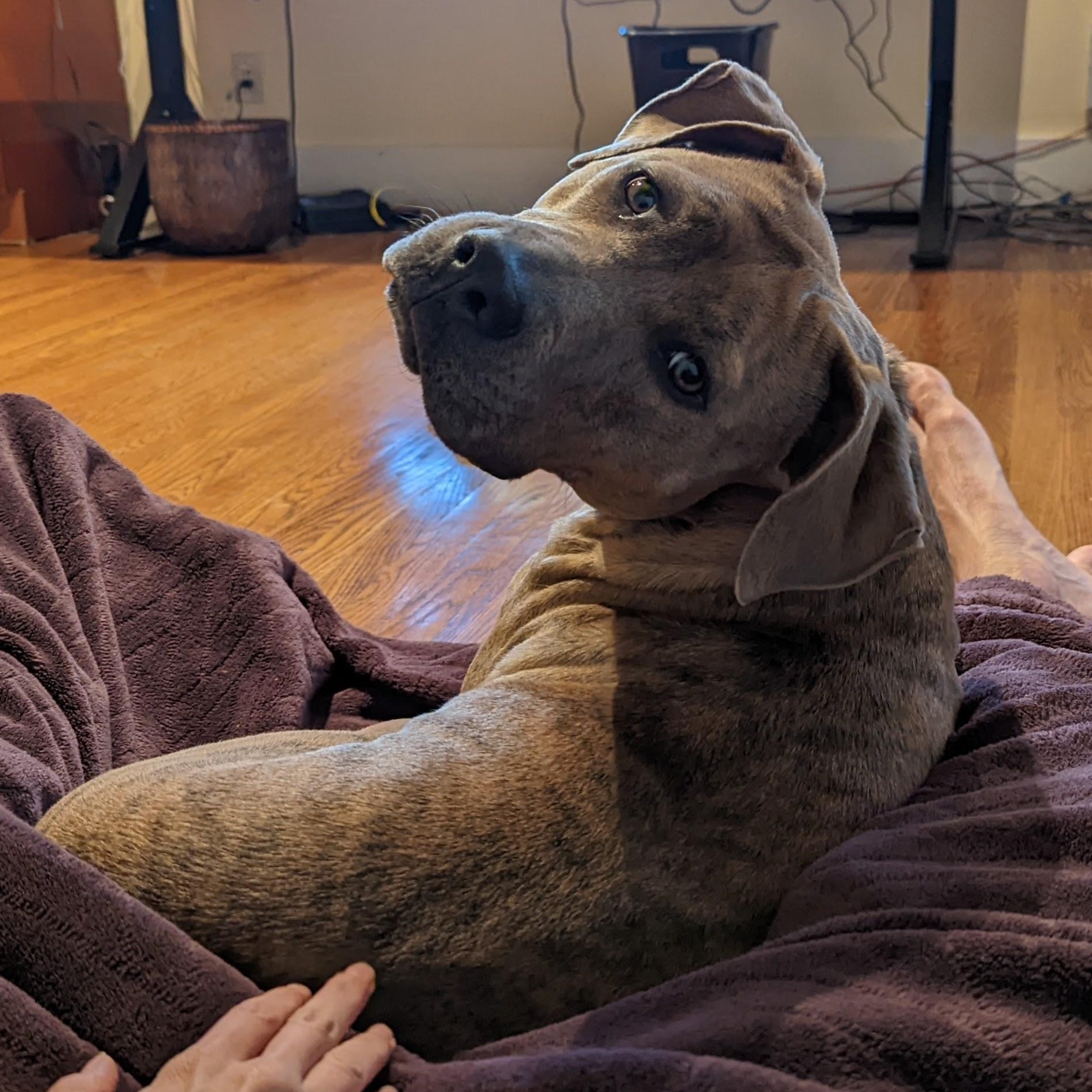 Enlarge Oakley, a Adoptable Pit Bull Terrier in Berkeley, CA image 2/4