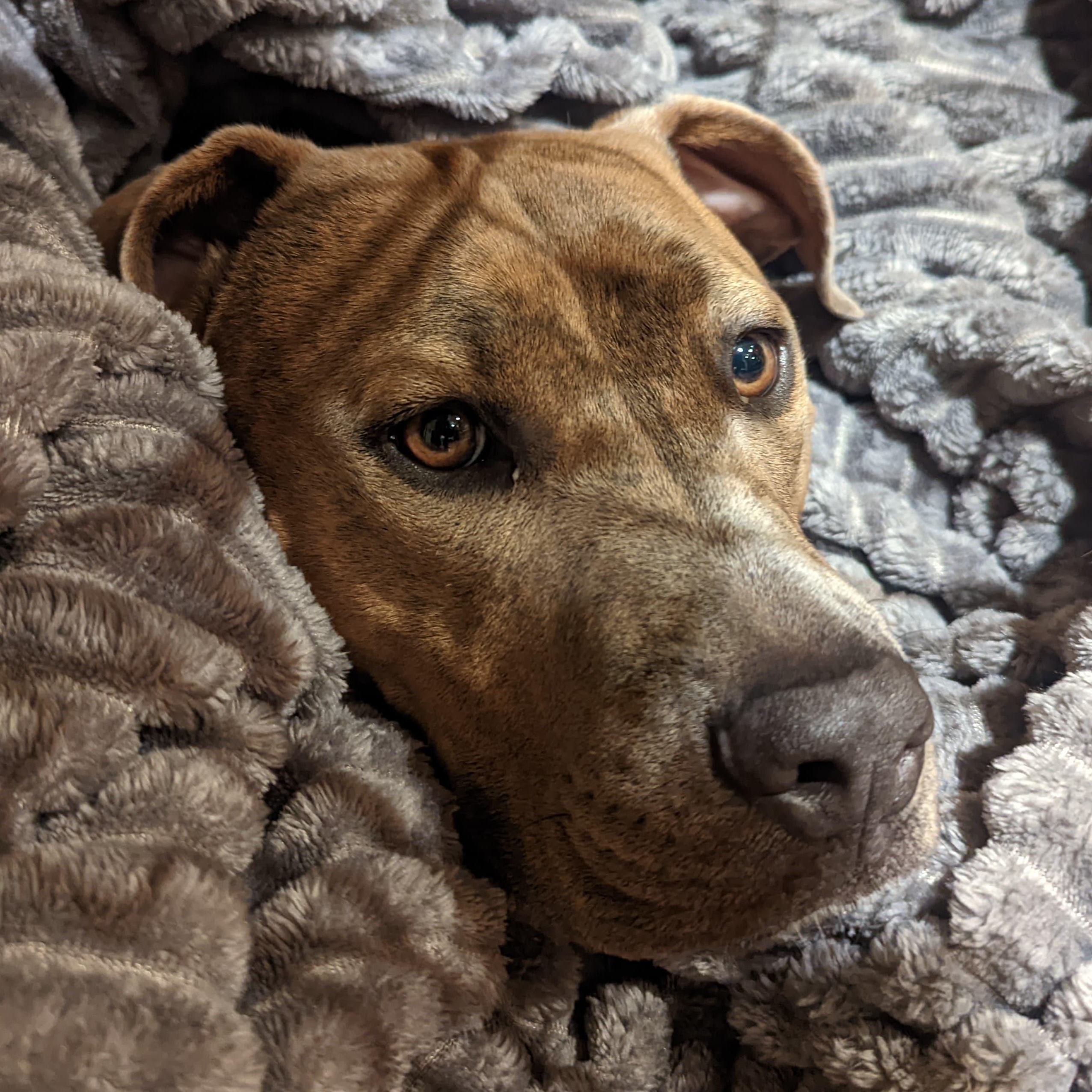 Enlarge Oakley, a Adoptable Pit Bull Terrier in Berkeley, CA image 3/4