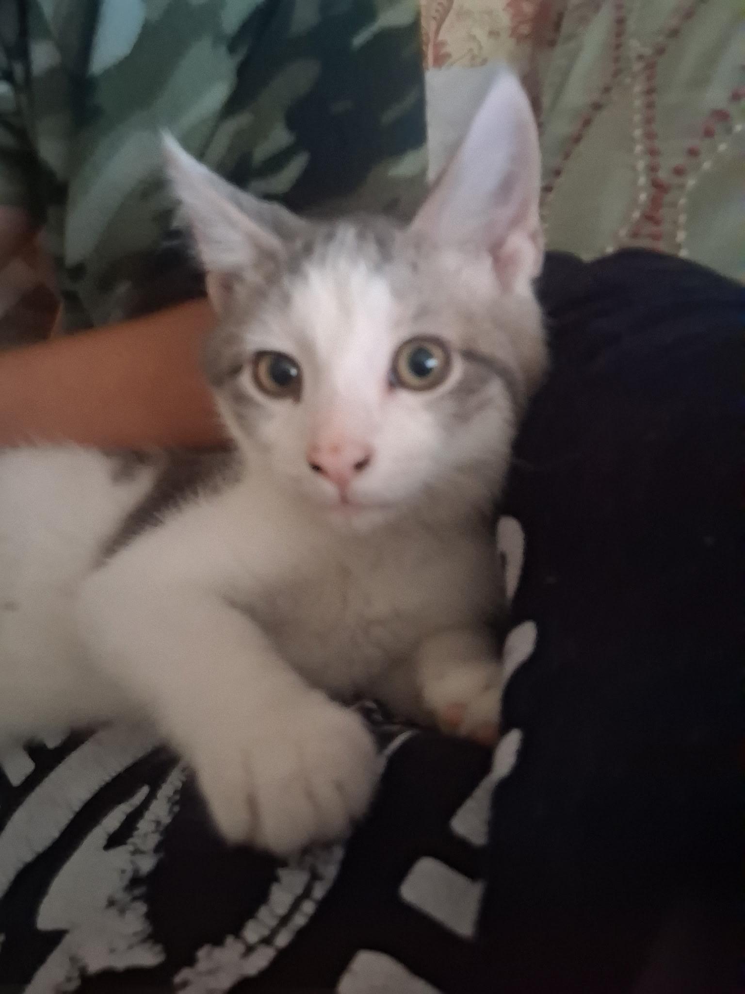 Jasper *Courtesy Post*