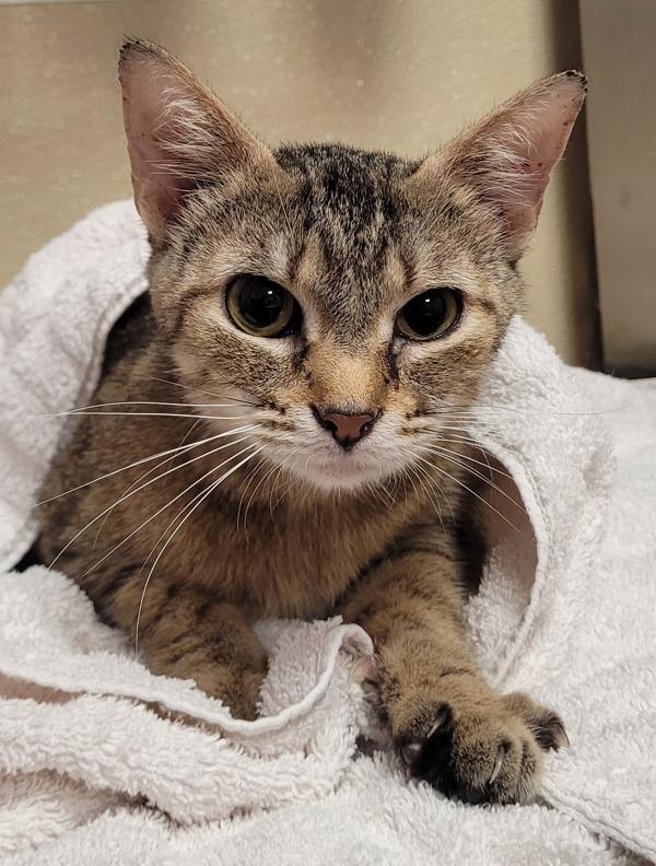 Freya, Adoptable, Adult Female Domestic Short Hair.