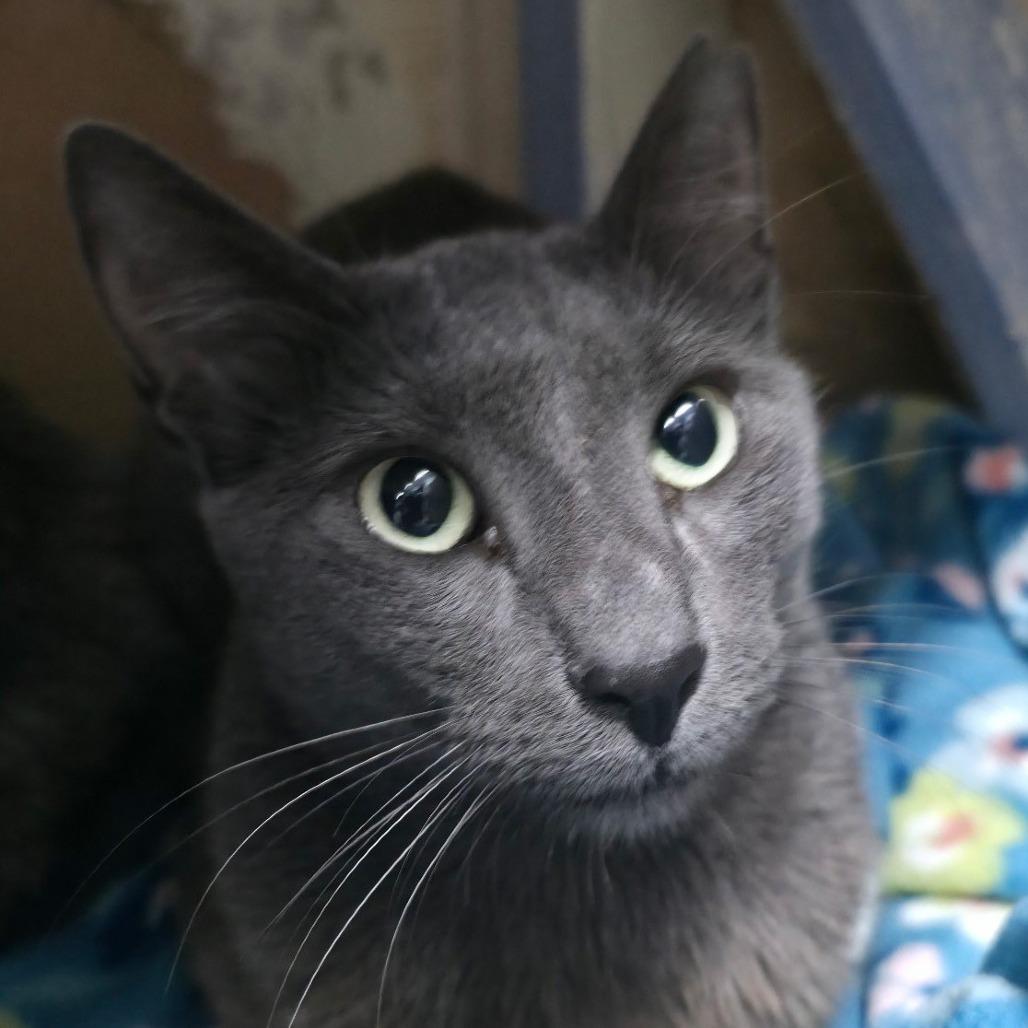 Purrloin, Adoptable, Young Female Domestic Short Hair.
