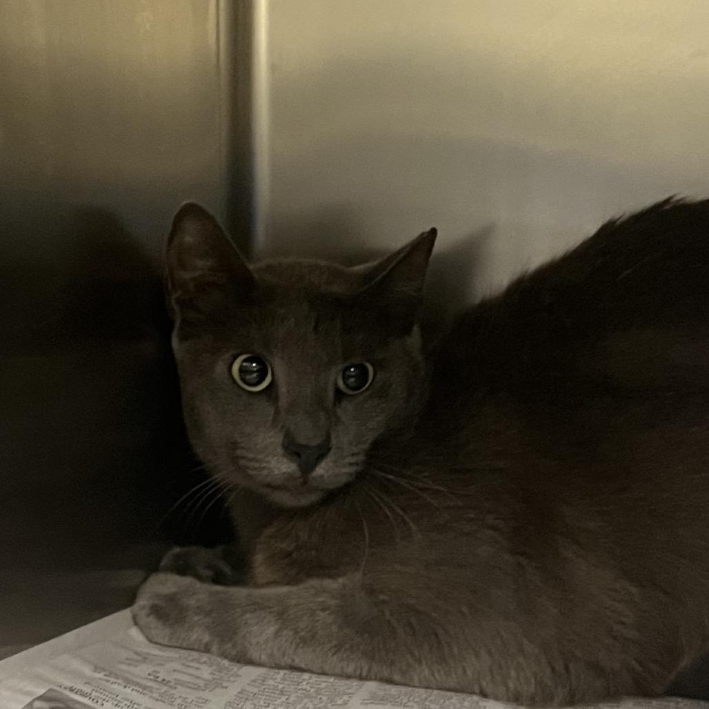 Enlarge Purrloin, a Adoptable Domestic Short Hair in Galveston, TX image 2/3