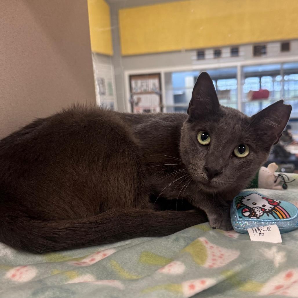 Enlarge Purrloin, a Adoptable Domestic Short Hair in Galveston, TX image 3/3