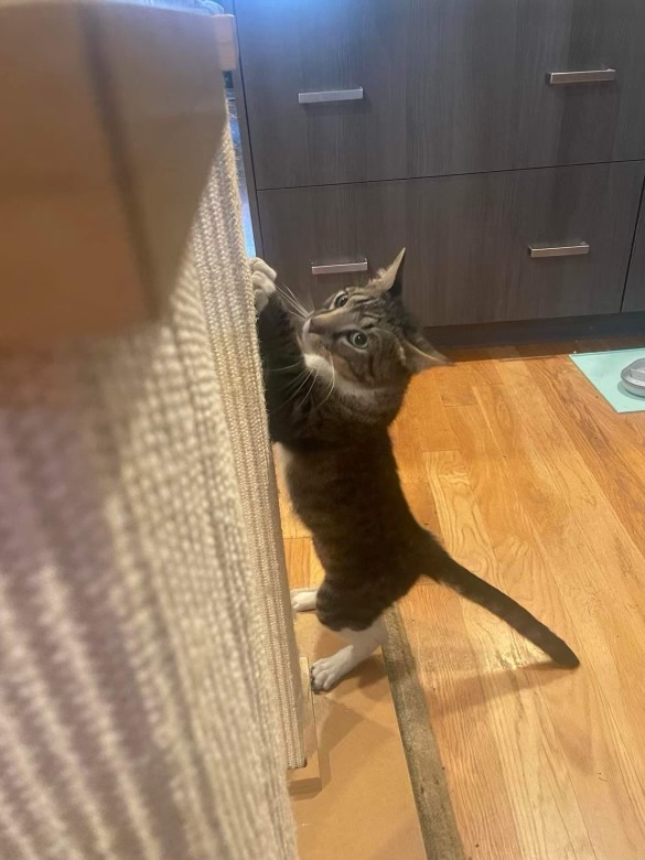 Cat for adoption Bradley, an American Shorthair in Vineland, NJ