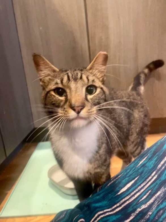 Cat for adoption Bradley, an American Shorthair in Vineland, NJ