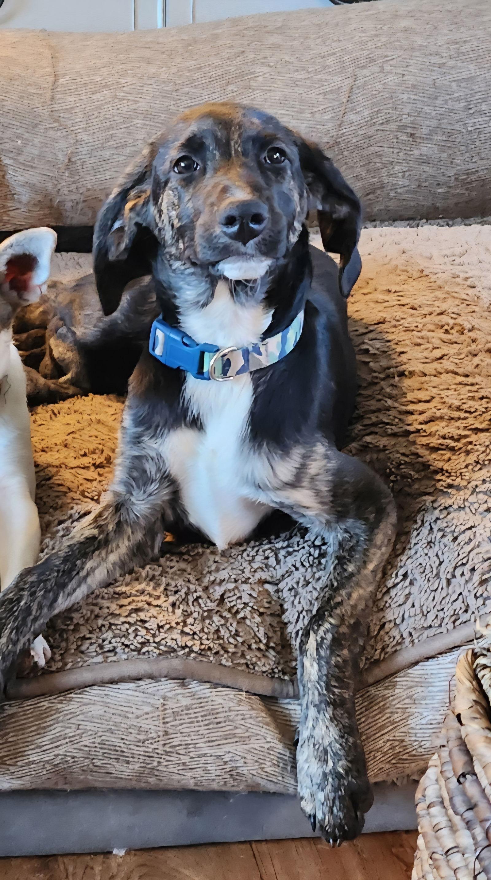 Gigi D6117, Adoptable, Young Female Hound.