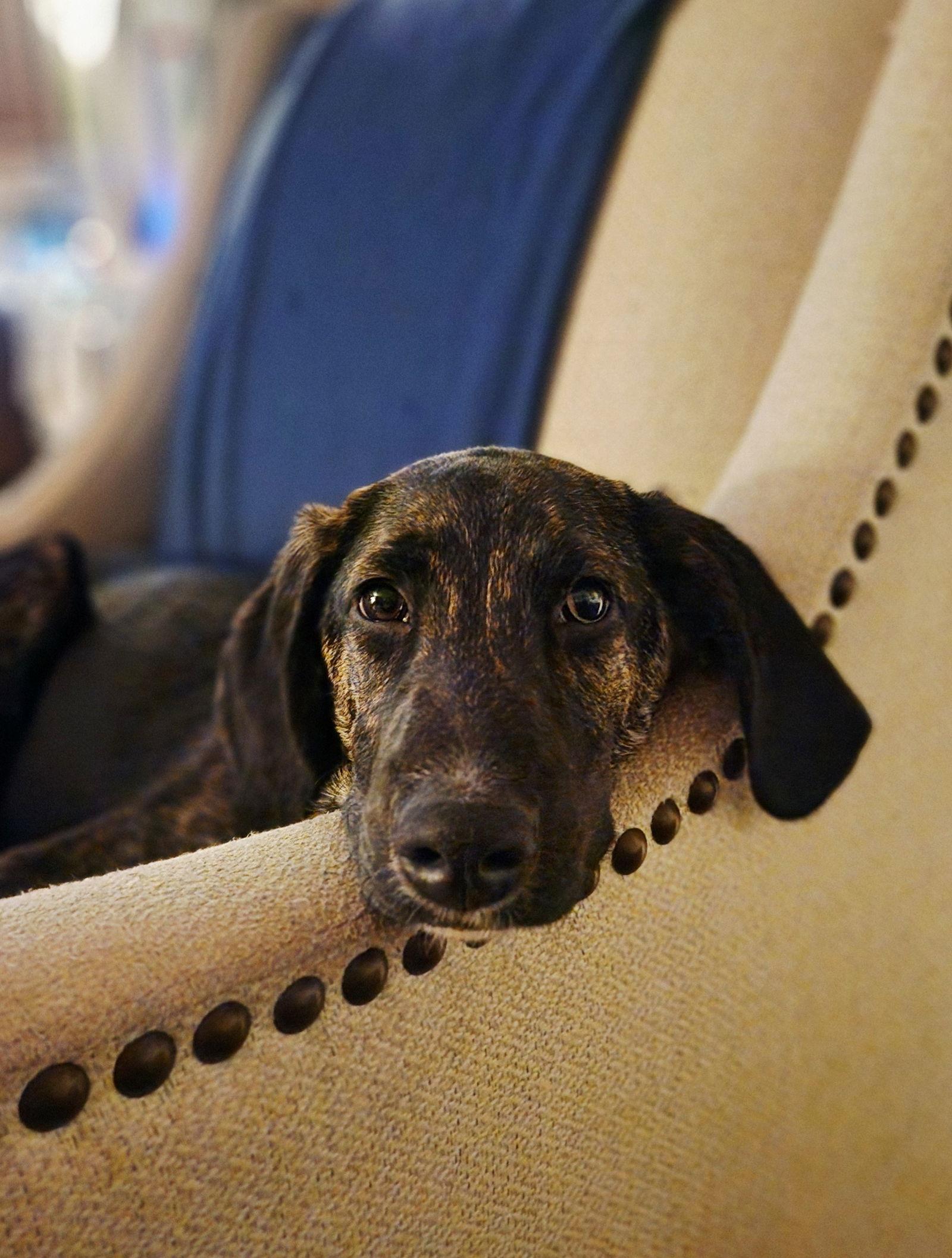 Enlarge Gigi D6117, a Adoptable Hound in minneapolis, MN image 2/3