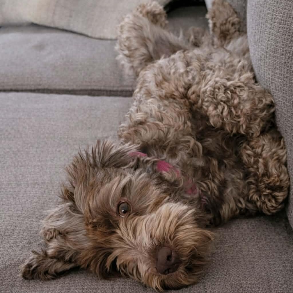 CaliLyn, an adopted Labradoodle in Buffalo, NY image 4/4