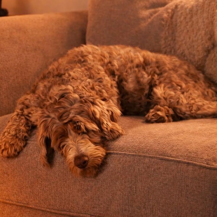CaliLyn, an adopted Labradoodle in Buffalo, NY image 2/4