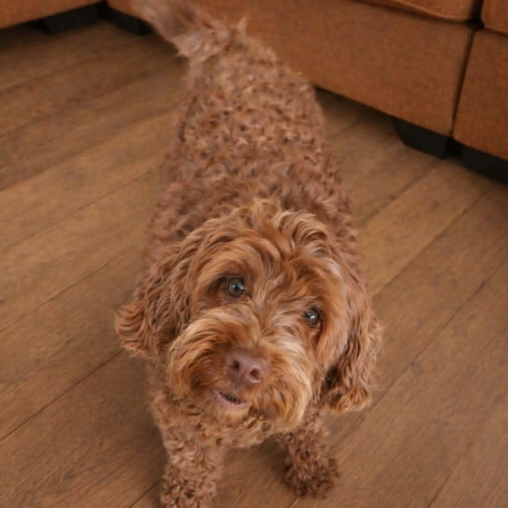 CaliLyn, an adopted Labradoodle in Buffalo, NY image 3/4