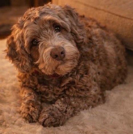 CaliLyn, an adopted Labradoodle in Buffalo, NY image 1/4