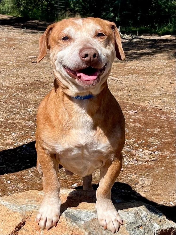 Enlarge Barrett, a Adoptable mixed breed in Jamestown, CA image 2/4