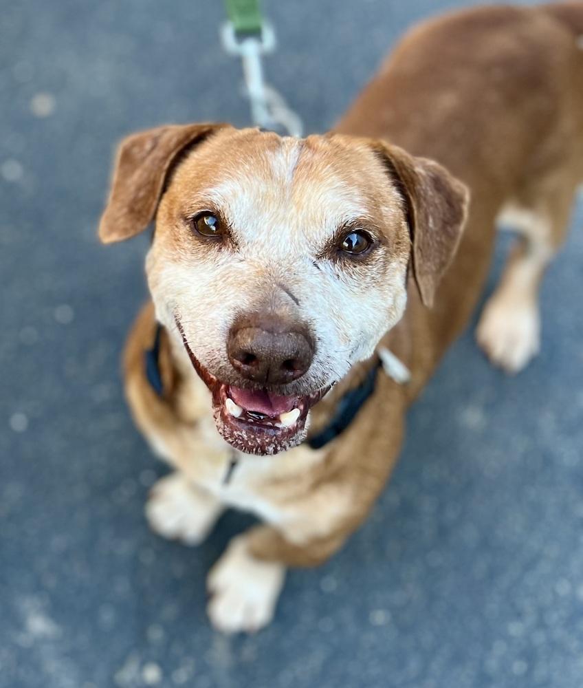Barrett, Adoptable, Senior Male Dachshund.