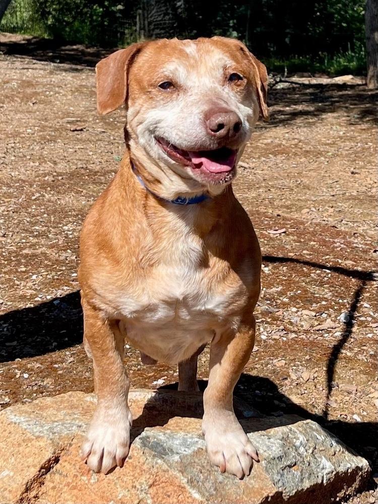 Enlarge Barrett, a Adoptable mixed breed in Jamestown, CA image 3/4