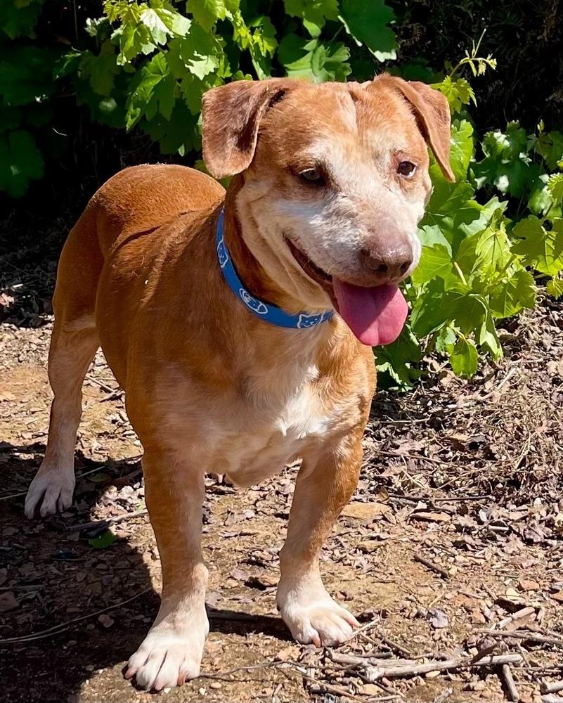 Enlarge Barrett, a Adoptable mixed breed in Jamestown, CA image 4/4