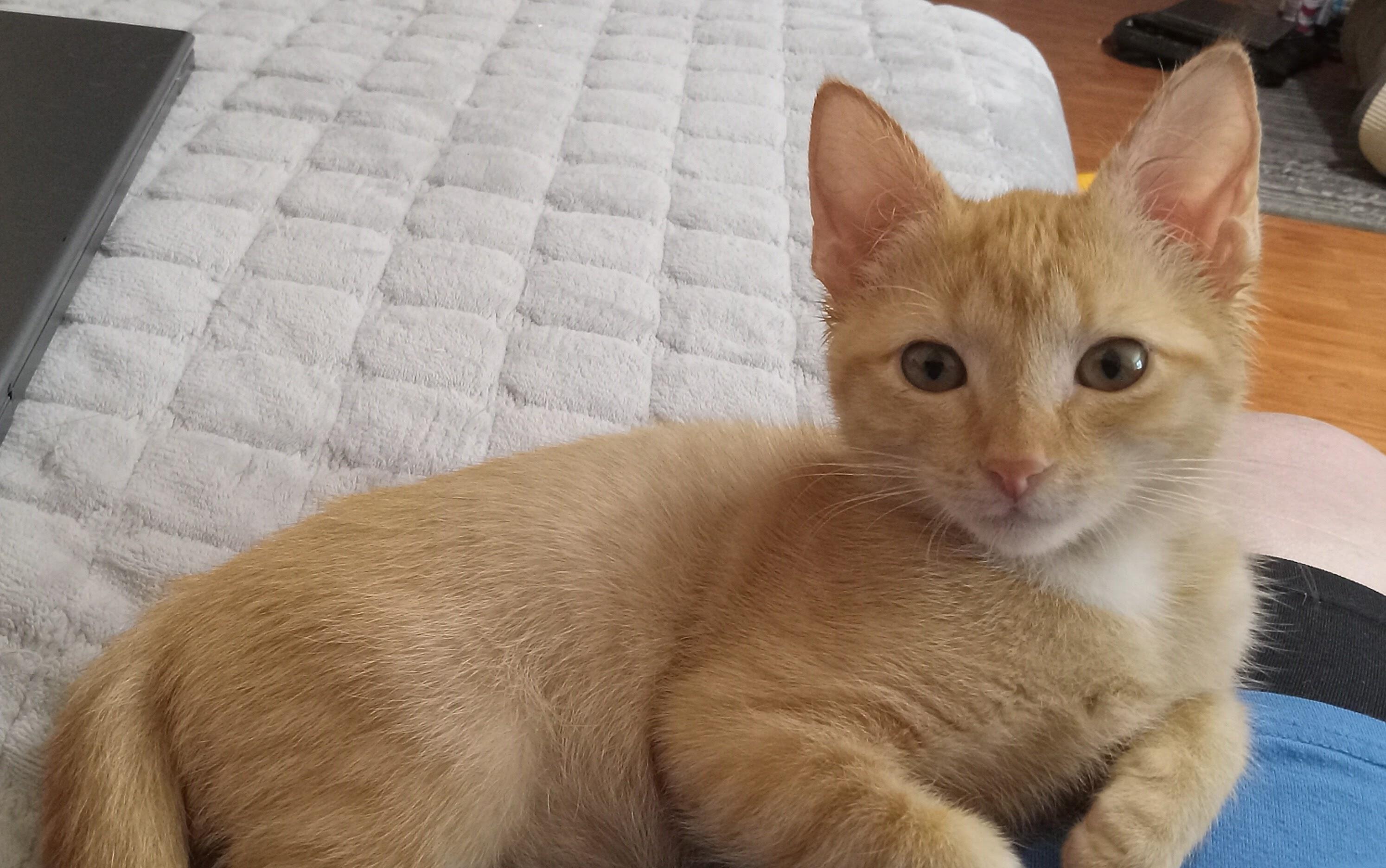 Enlarge Honey, a Adopted Domestic Short Hair in Grifton, NC image 3/3