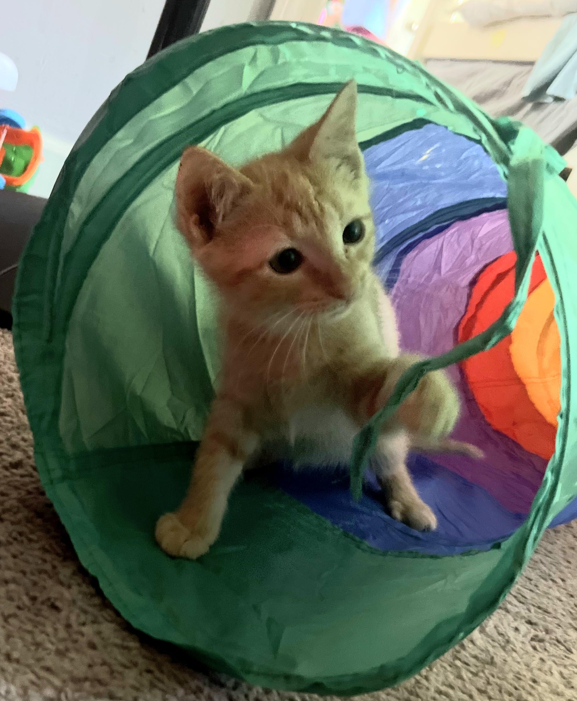 Enlarge Honey, a Adopted Domestic Short Hair in Grifton, NC image 2/3