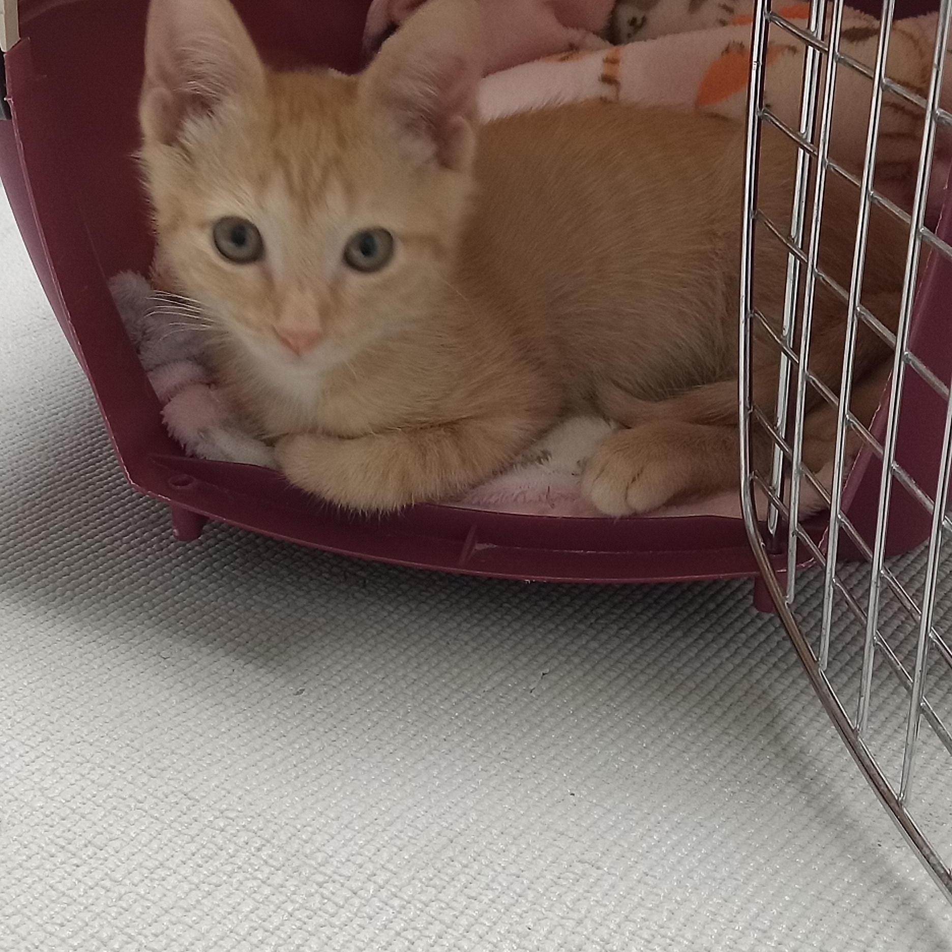 Honey, Adopted, Kitten Female Domestic Short Hair.
