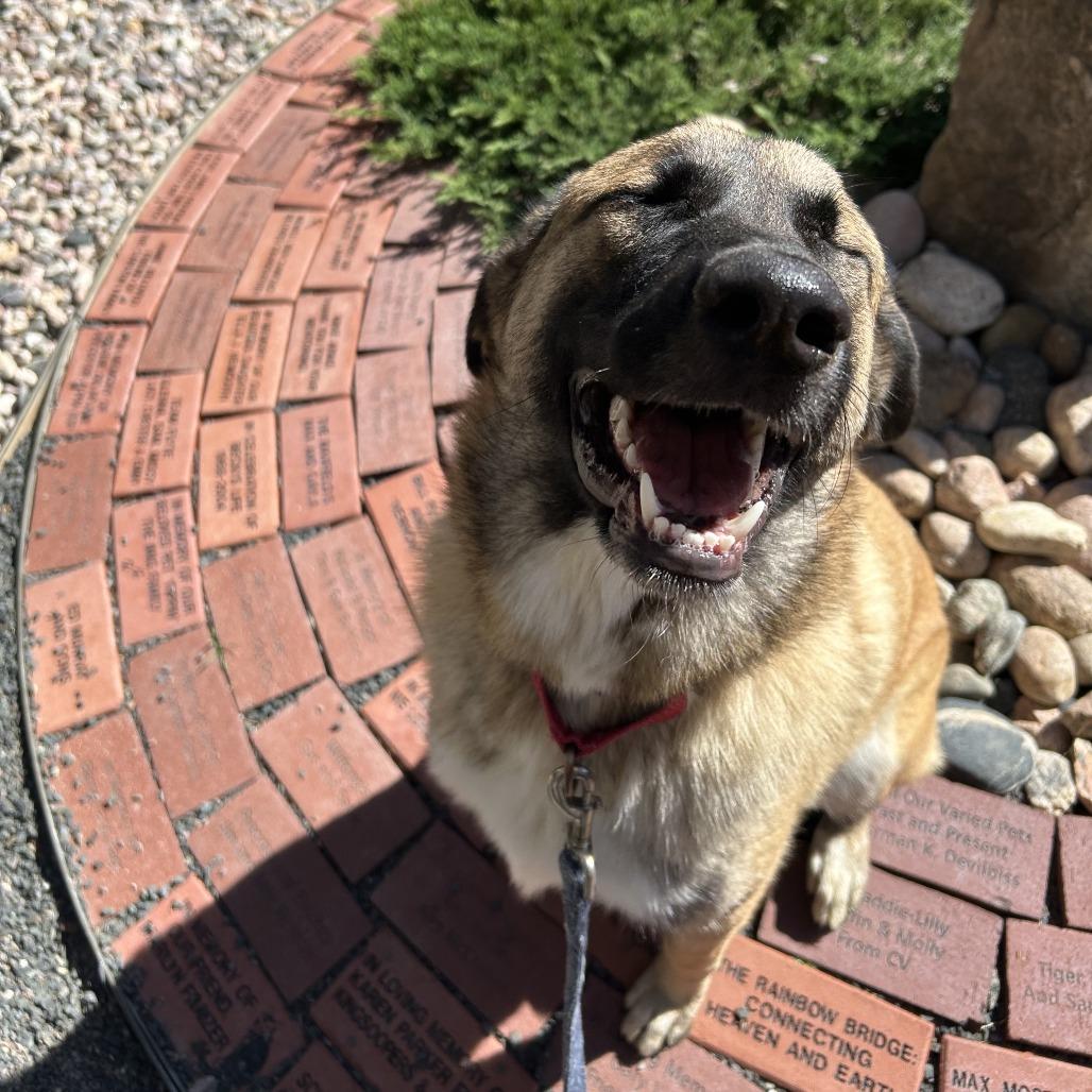 Enlarge Leia, a Adoptable mixed breed in Cheyenne, WY image 1/4