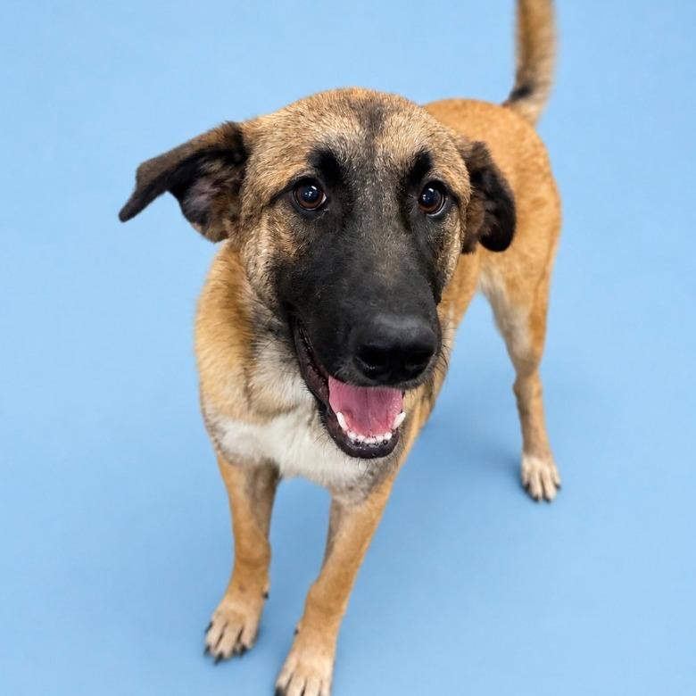 Enlarge Leia, a Adoptable mixed breed in Cheyenne, WY image 2/4