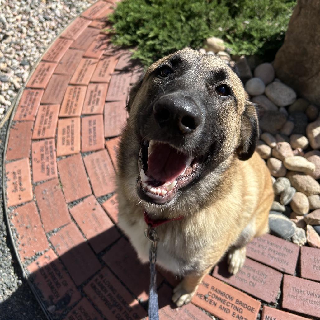 Enlarge Leia, a Adoptable mixed breed in Cheyenne, WY image 4/4